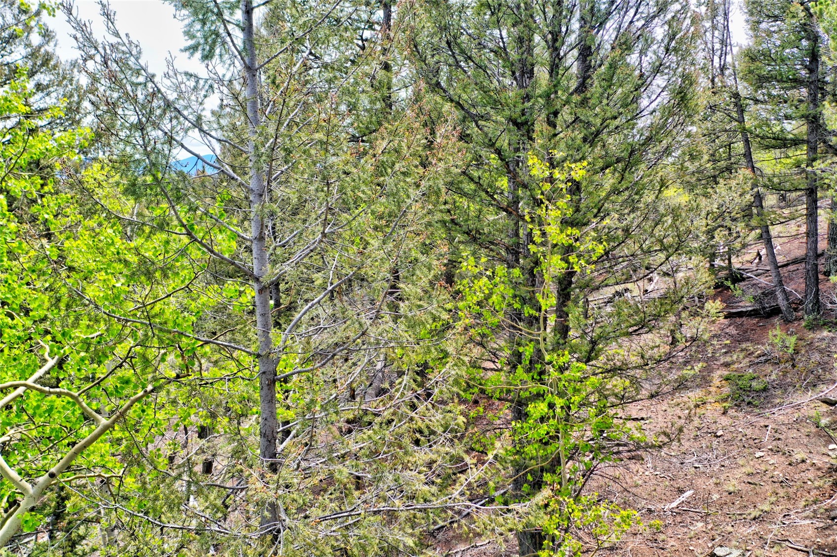 28 Old Squaw Road Como CO 80432