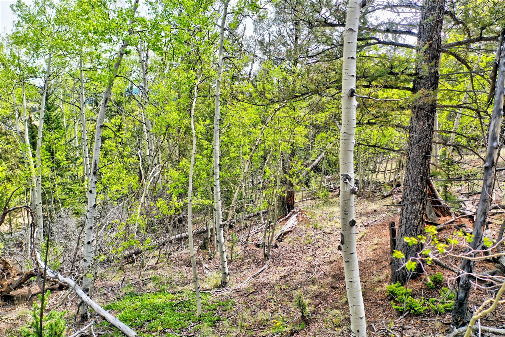 28 Old Squaw Road Como CO 80432