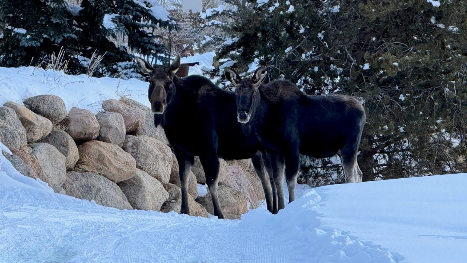 328 Raven Golf Lane Silverthorne CO 80498