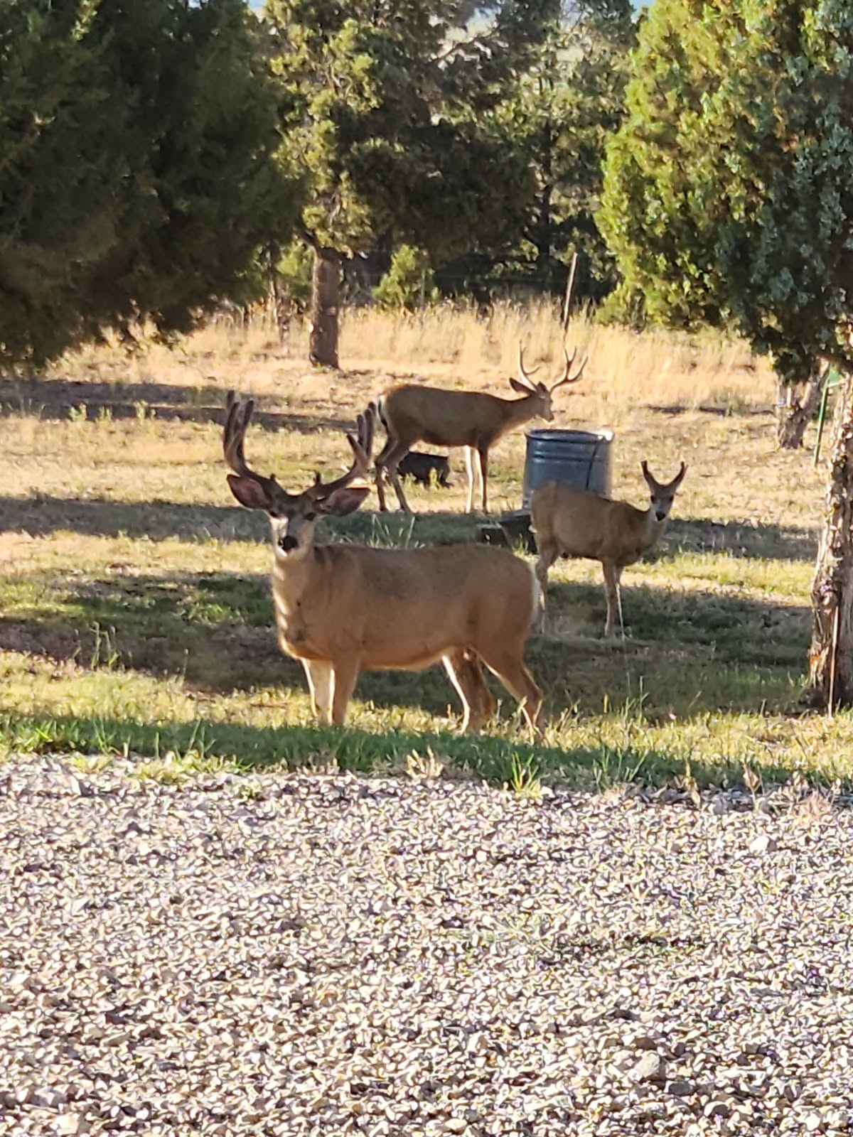 76 County Road 60b Maybell CO 81640