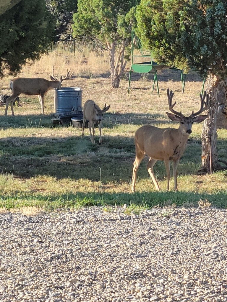 76 County Road 60b Maybell CO 81640