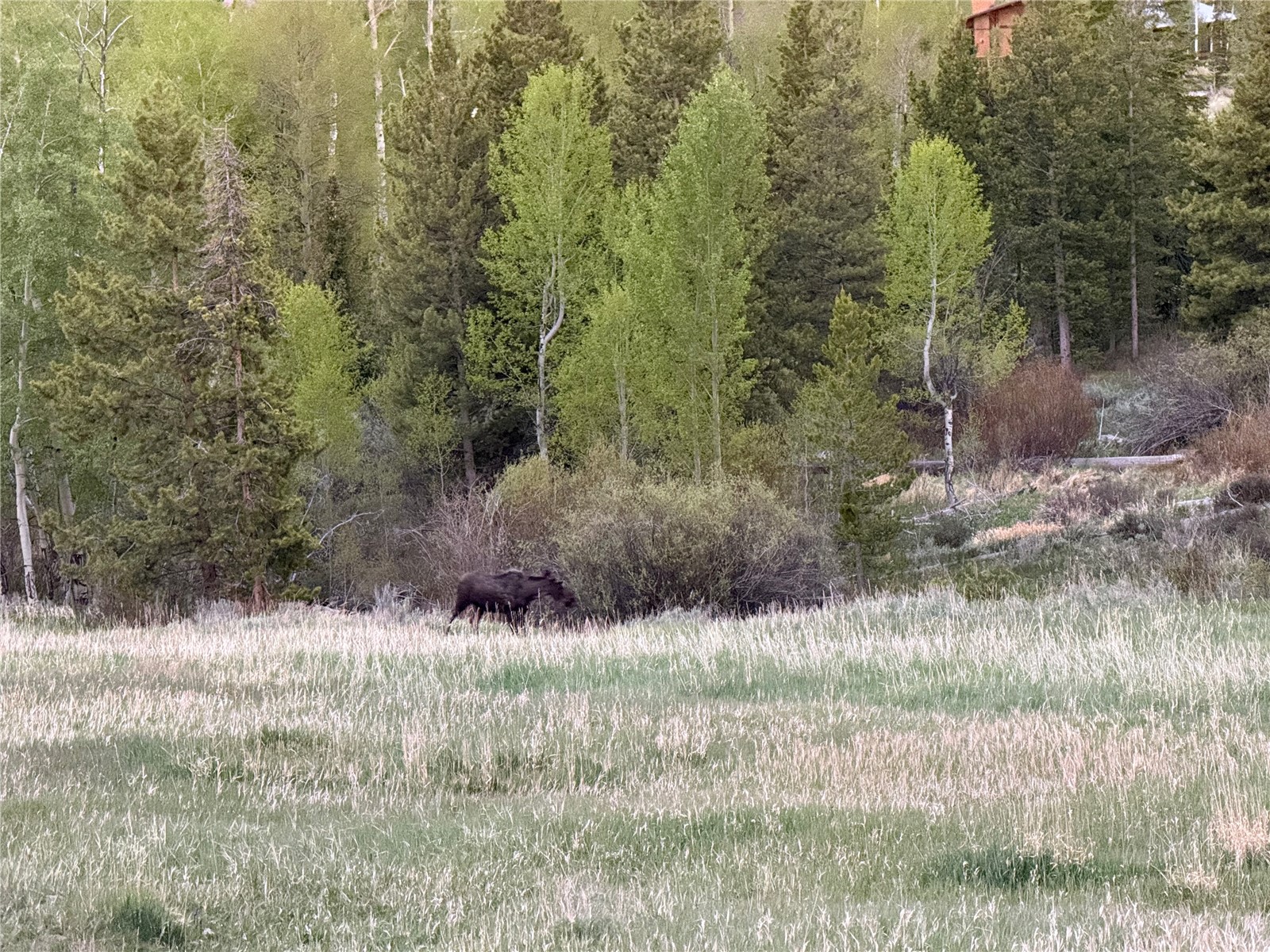 1248 Royal Buffalo Drive Silverthorne CO 80498
