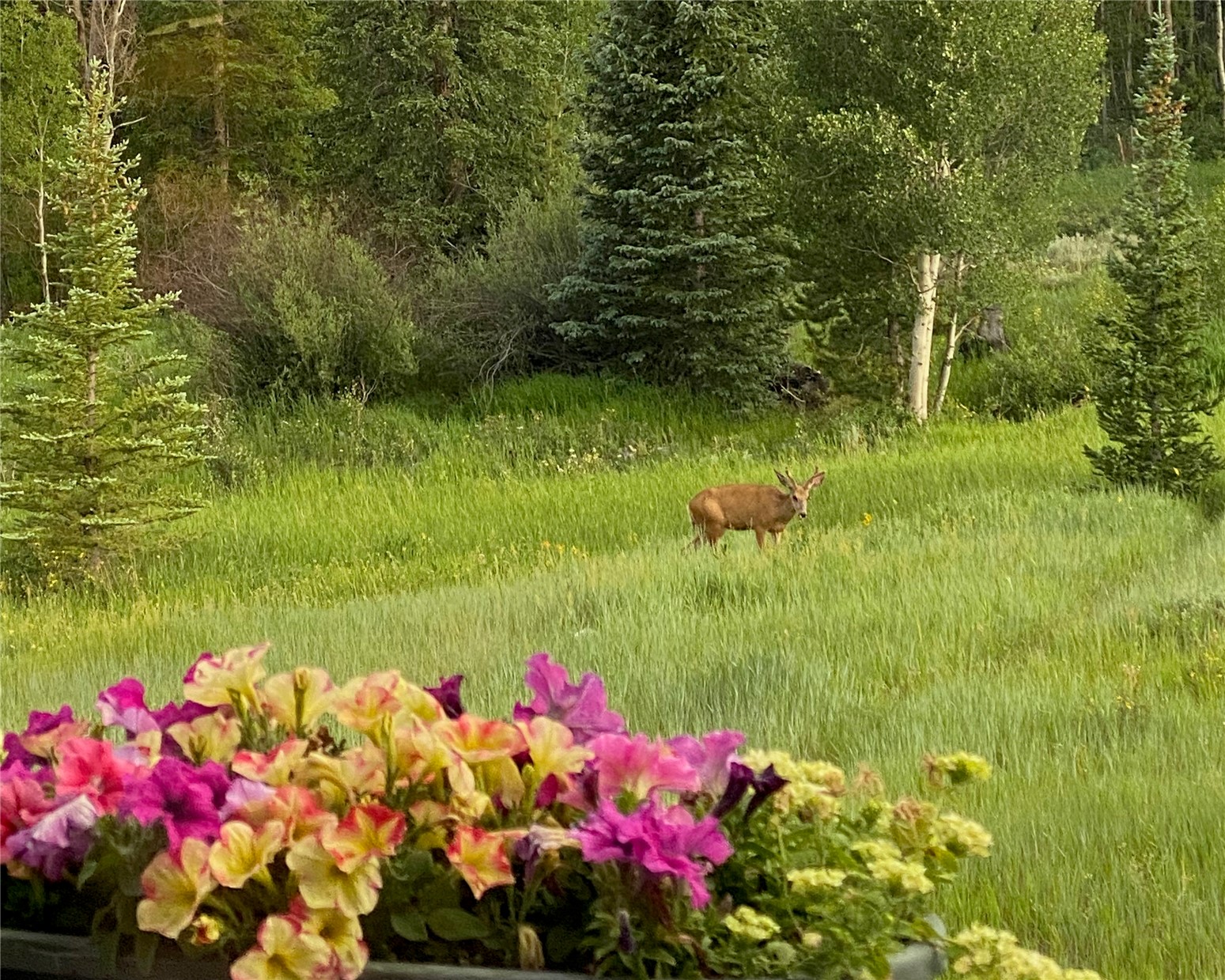 1248 Royal Buffalo Drive Silverthorne CO 80498