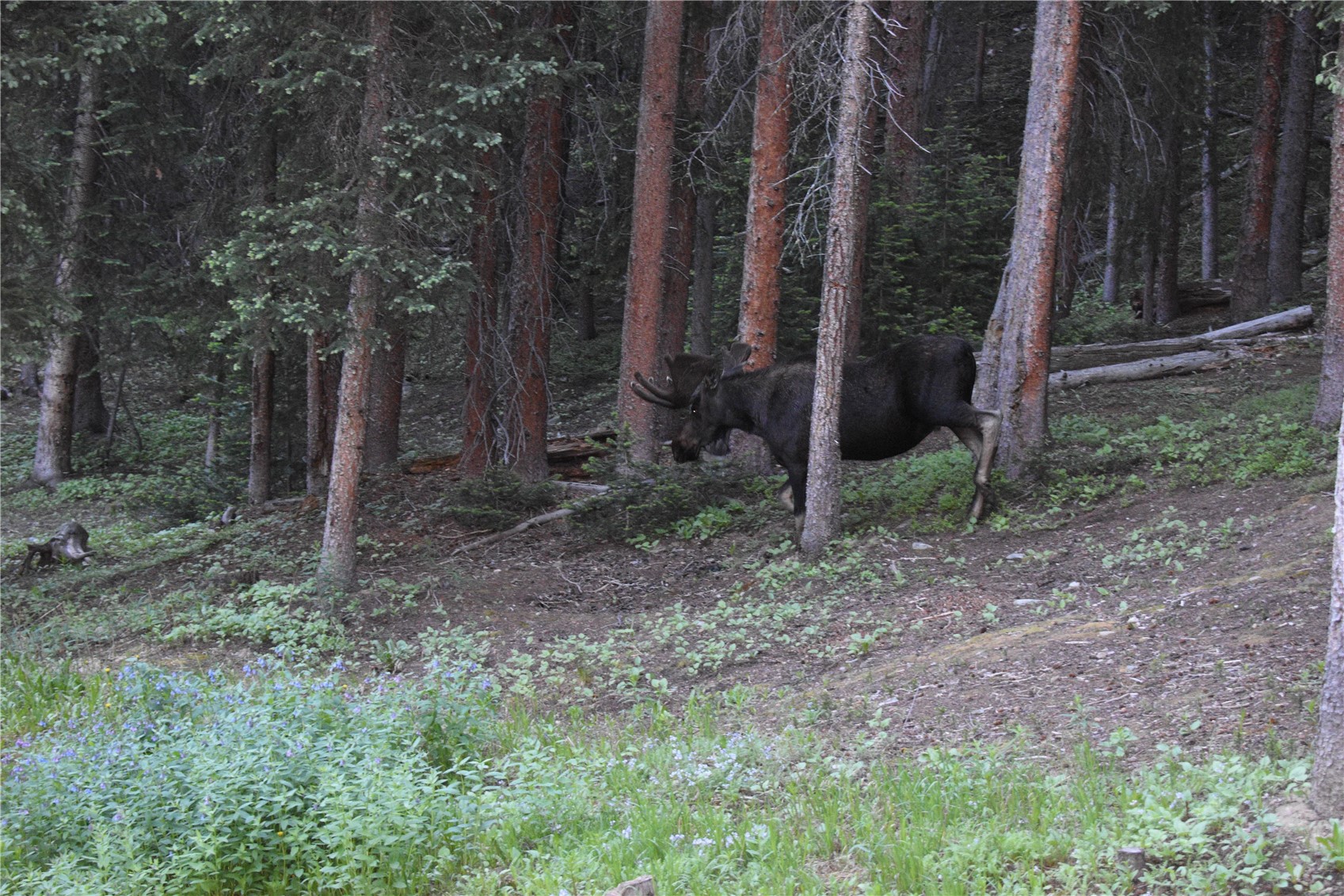 0516 County Road 674 Breckenridge CO 80424