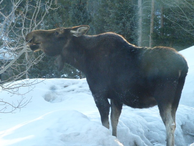 23 Wild Irishman Lane Keystone CO 80435