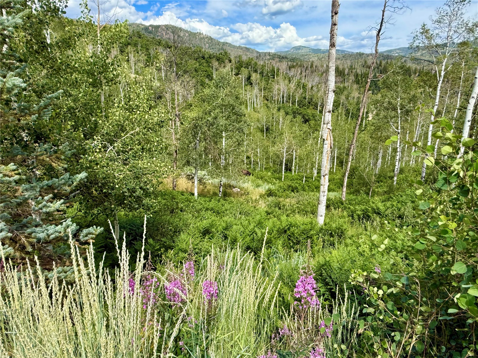 43370 County Road 36 Steamboat Springs CO 80487
