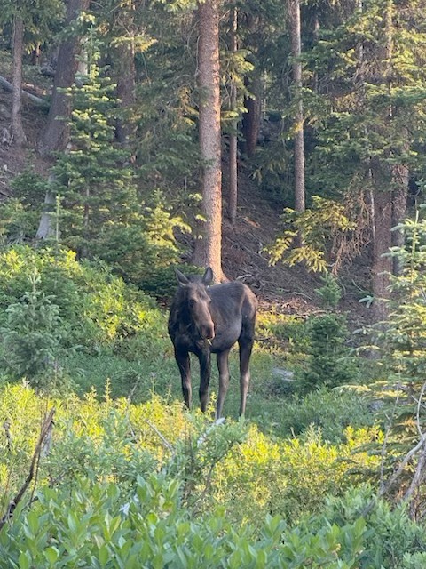 107 Scr 675 Breckenridge CO 80424