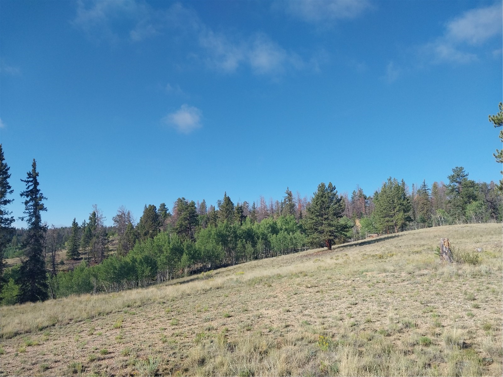 1167 Latigo Loop Hartsel CO 80449