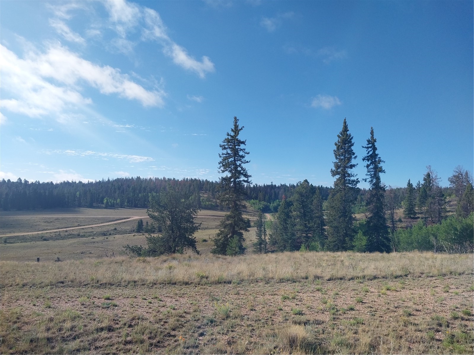 1167 Latigo Loop Hartsel CO 80449