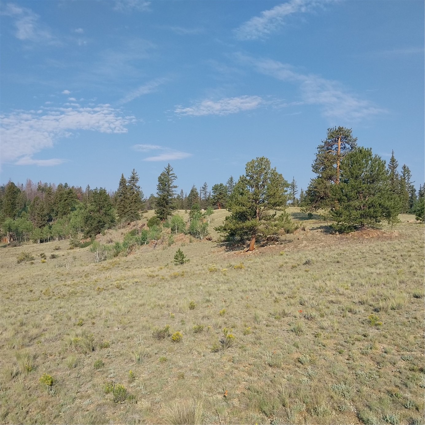1167 Latigo Loop Hartsel CO 80449