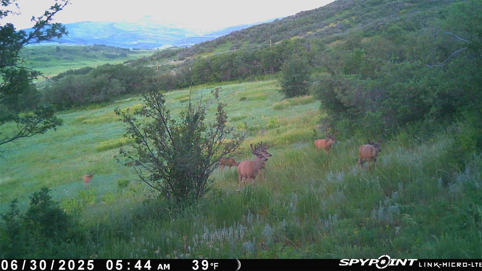 50320 Semotan Drive Steamboat Springs CO 80487