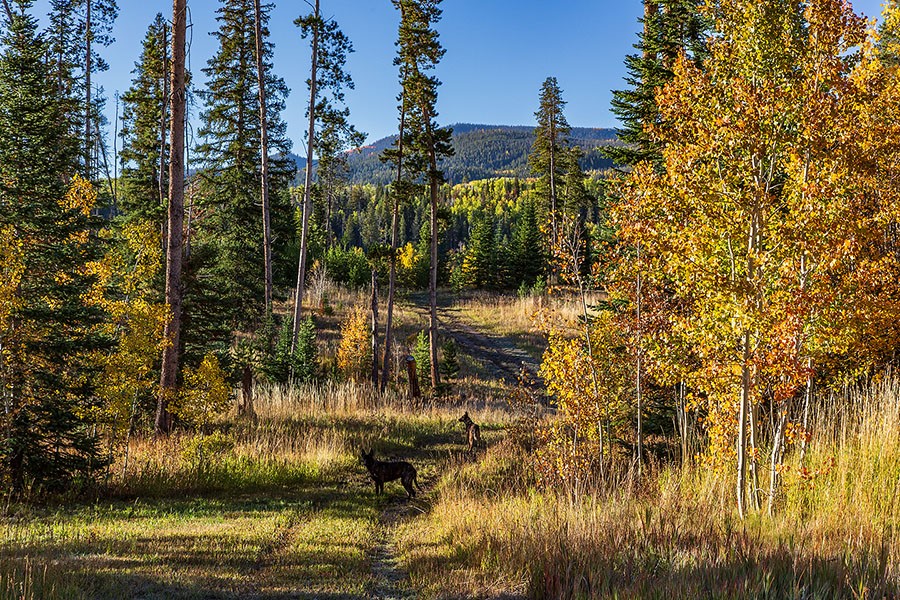 20850 Cheyenne Trail Oak Creek CO 80467