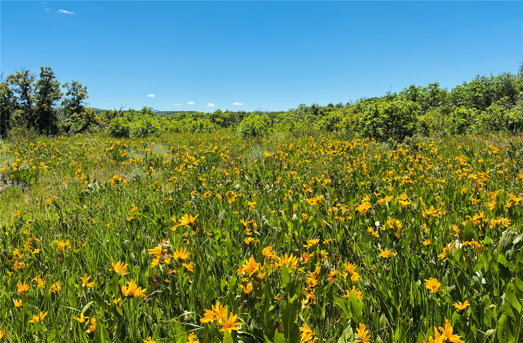 27300 County Road 43#a Steamboat Springs CO 80487