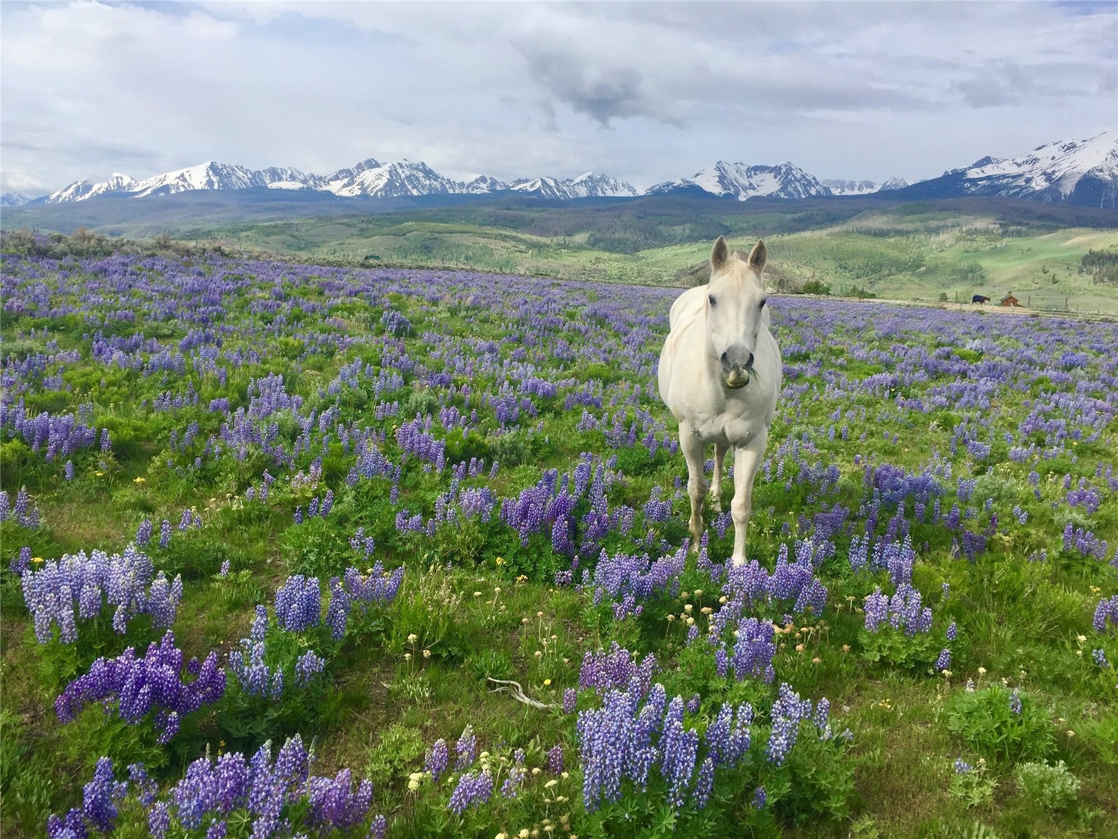 1703 Elk Run Road Silverthorne CO 80498