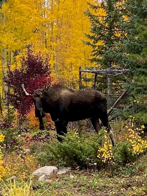 113 N Gold Flake Terrace Breckenridge CO 80424