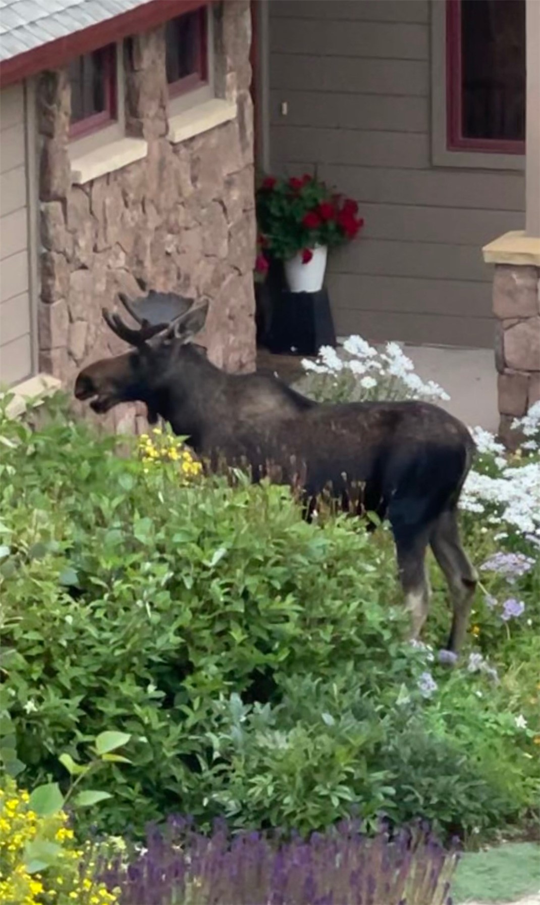 2050 Currant Way Silverthorne CO 80498