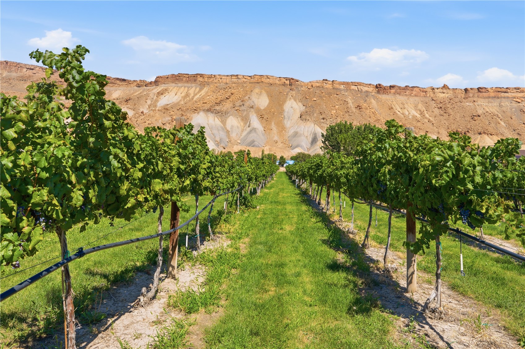 759 36 3/10 Road Palisade CO 81526