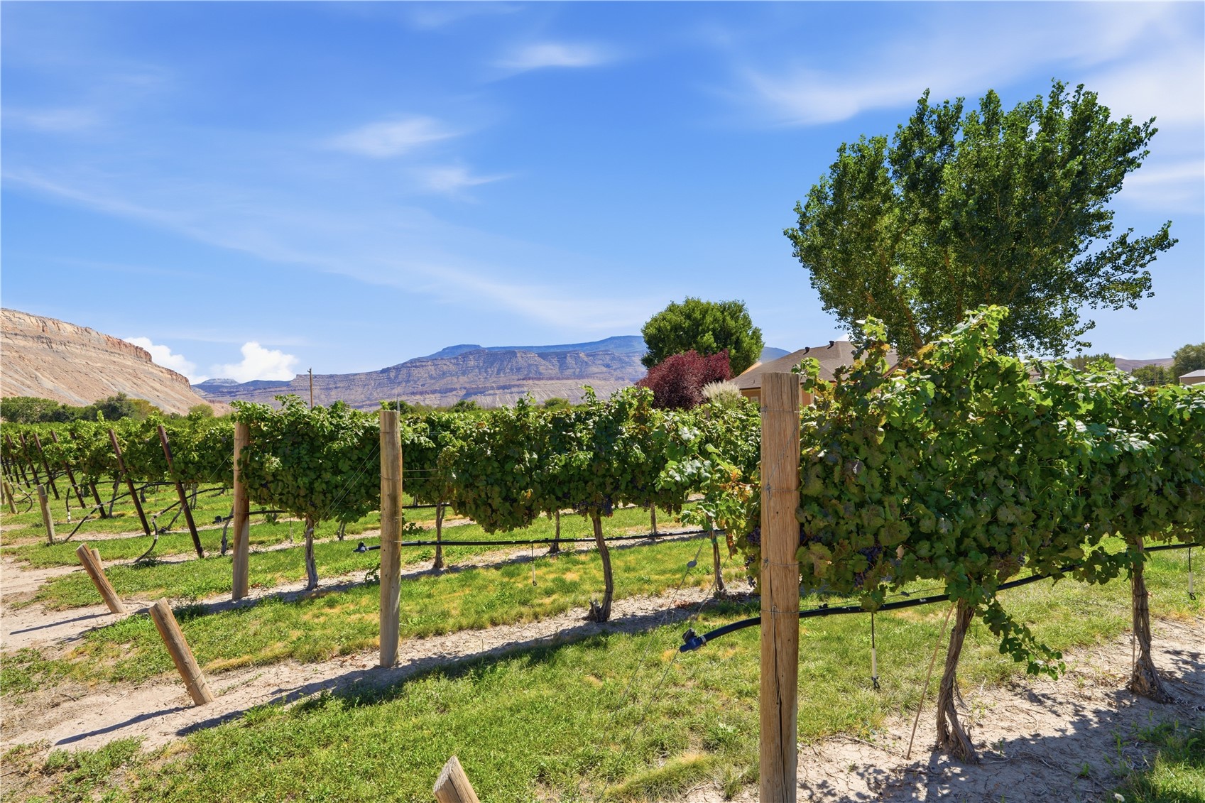 759 36 3/10 Road Palisade CO 81526