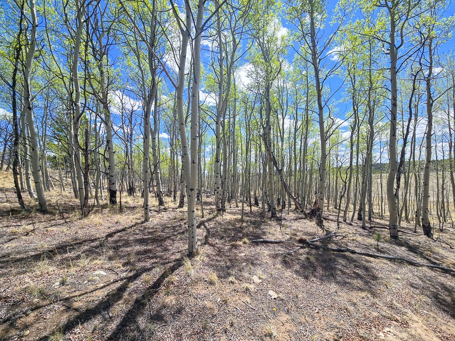487 Indian Lane Hartsel CO 80449