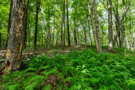 31 Holmes Road Roxbury CT 06783