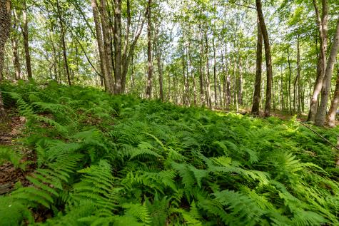 31 Holmes Road Roxbury CT 06783