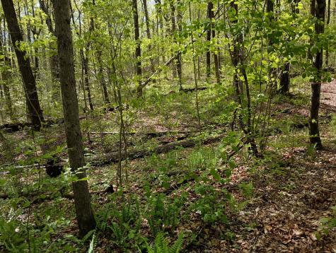 Litchfield Road Watertown CT 06795