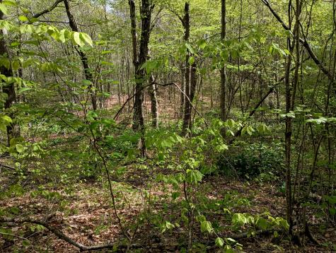 Litchfield Road Watertown CT 06795