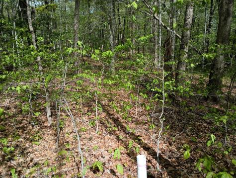 Litchfield Road Watertown CT 06795