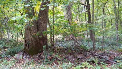 Chowanec Road Columbia CT 06237