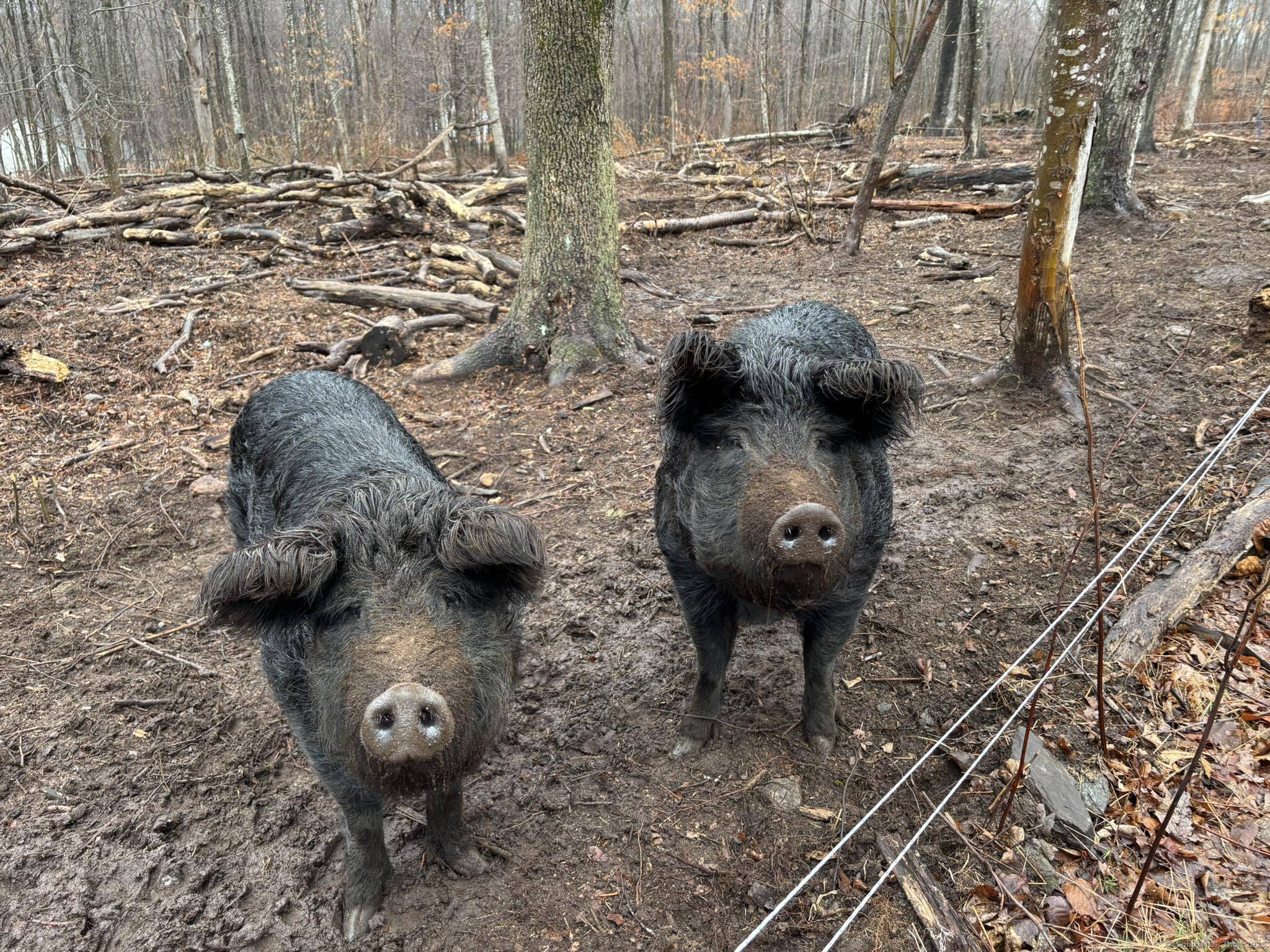 64 Whippoorwill Road Franklin CT 06254