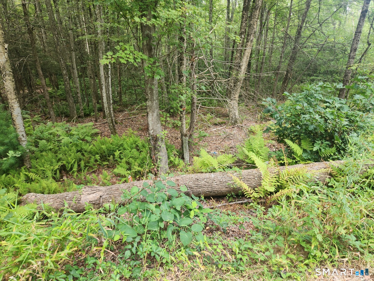 Lyon Hill Road Woodstock CT 06281