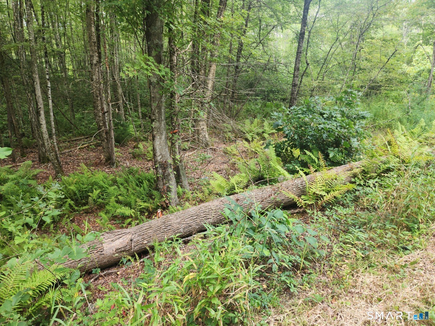 Lyon Hill Road Woodstock CT 06281