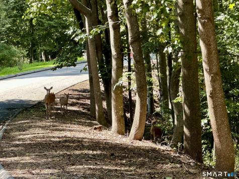 Lot #6 South Brook Drive Stamford CT 06904