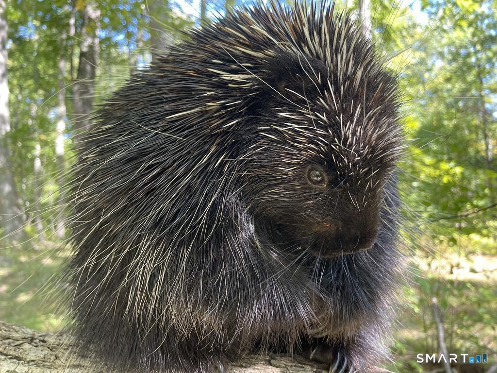 Kozey Road Eastford CT 06242