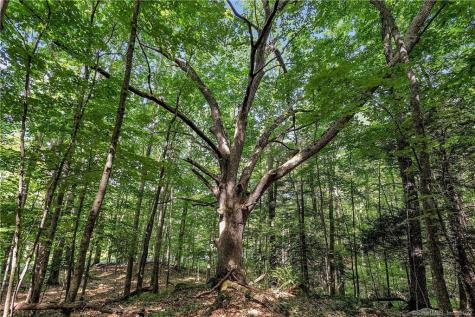 200 North Street Roxbury CT 06783