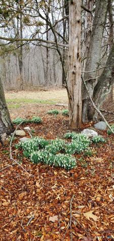 Bethany CT 06524