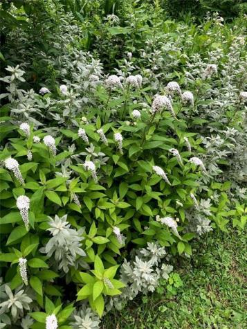 81 Currituck Road Newtown CT 06470