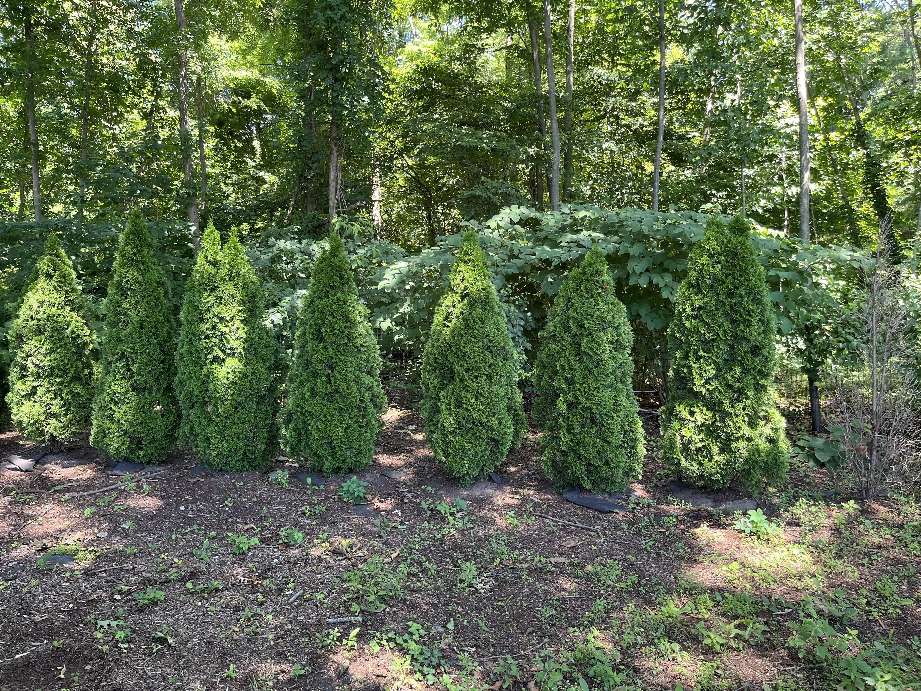 31 Forest Street East Haven CT 06512