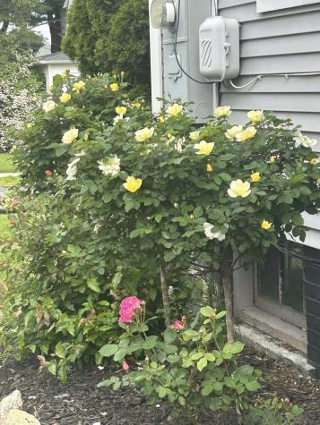 39 Forbes Place East Haven CT 06512