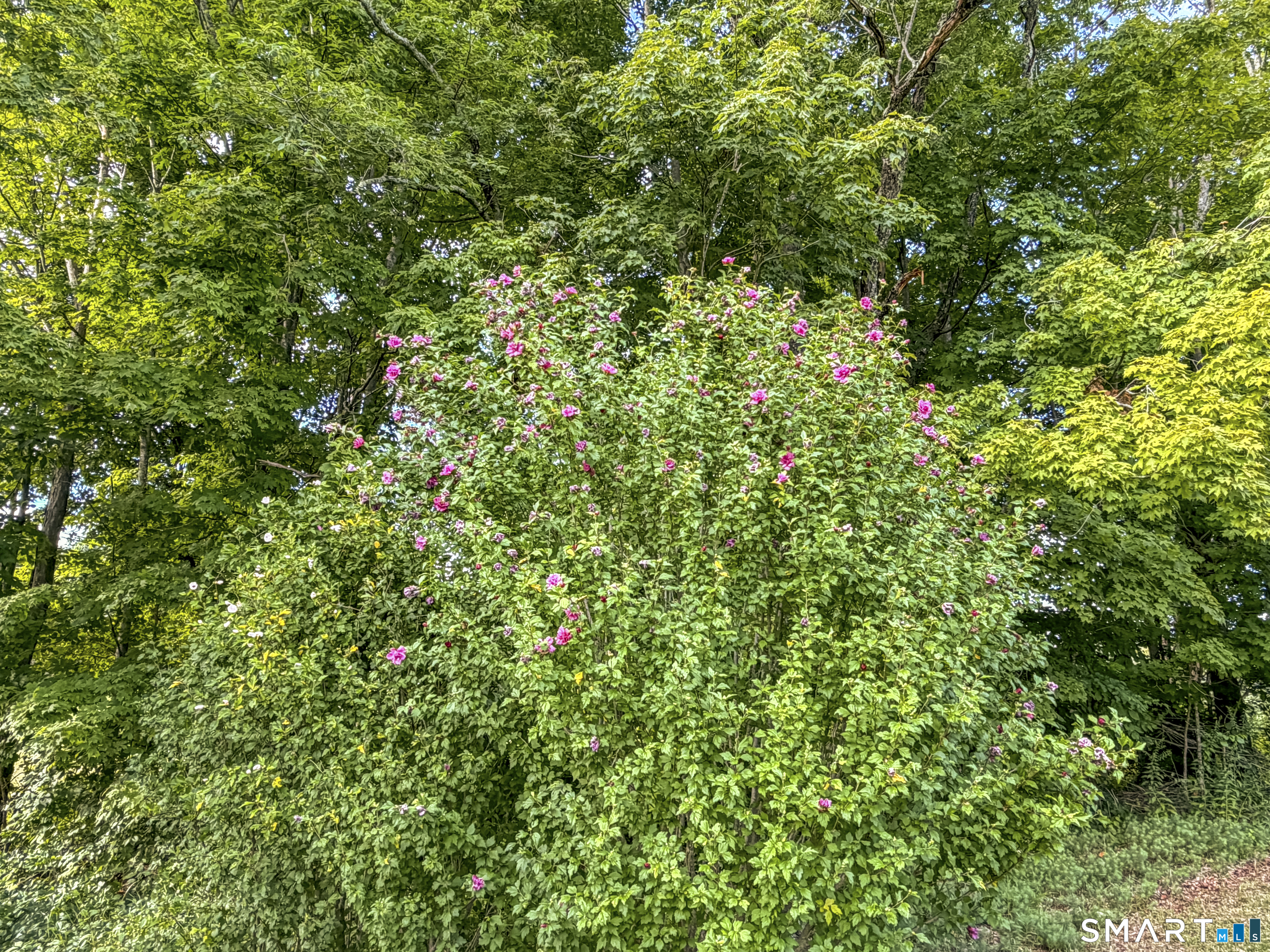 Ashford CT 06278