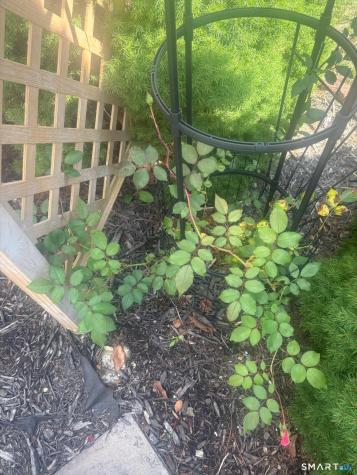 26 Beechwood Drive Waterford CT 06385