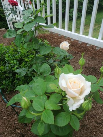 21 Lasalette Way North Branford CT 06471