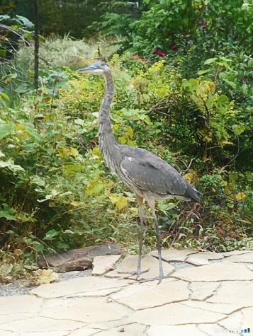 227 Dublin Hill Road Southbury CT 06488