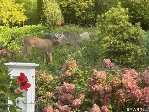 227 Dublin Hill Road Southbury CT 06488