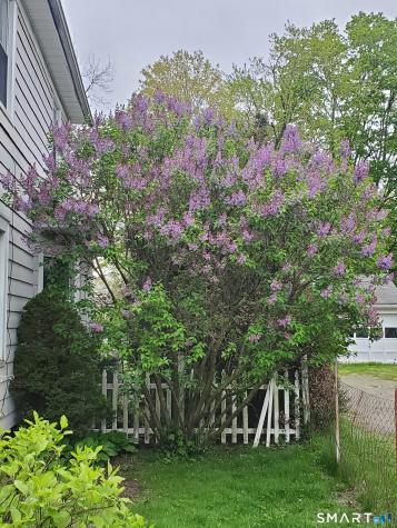 37 Harriet Street Norwalk CT 06851