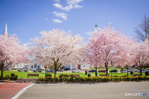 5 Westwood Road Branford CT 06405
