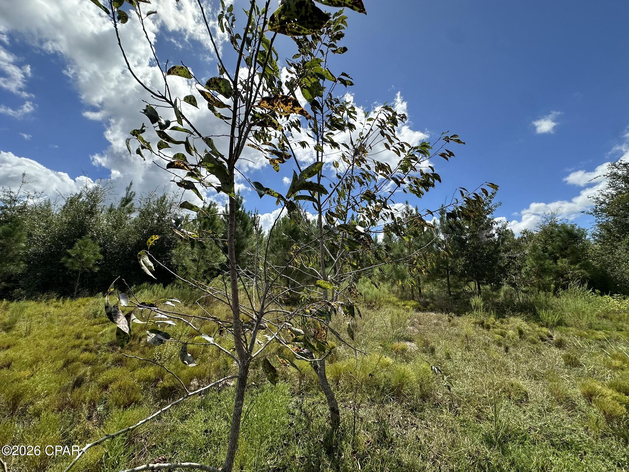 TRACT#6418 N Mattox Springs Road Caryville FL 32427