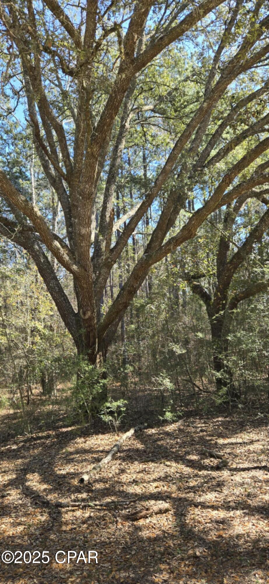 00 Canopy Oak Boulevard Bonifay FL 32425