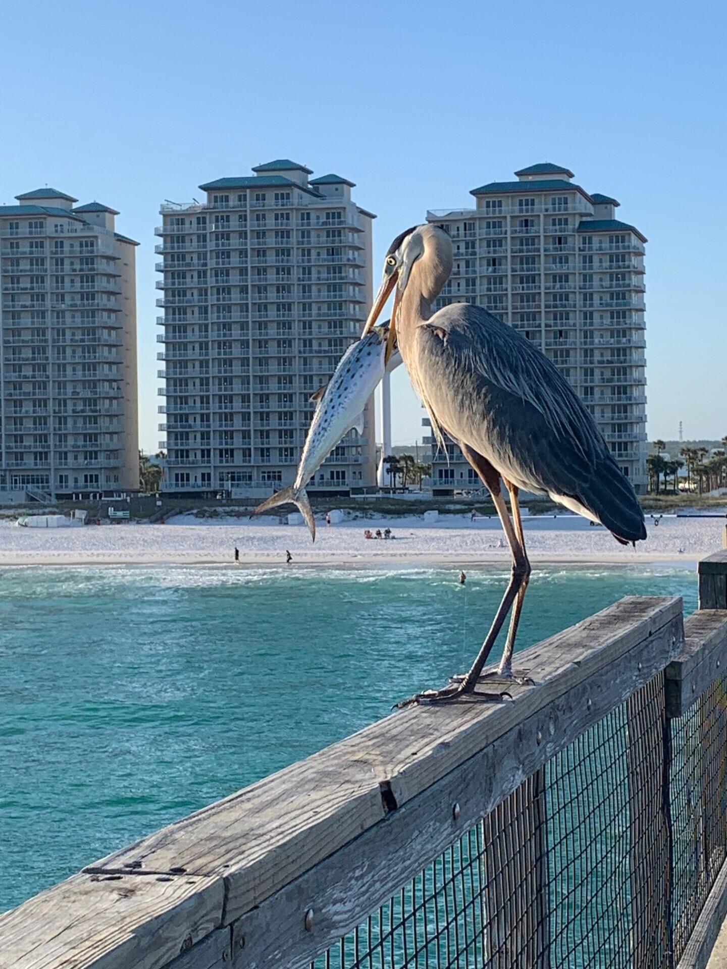 8436 Gulf Boulevard Navarre FL 32566