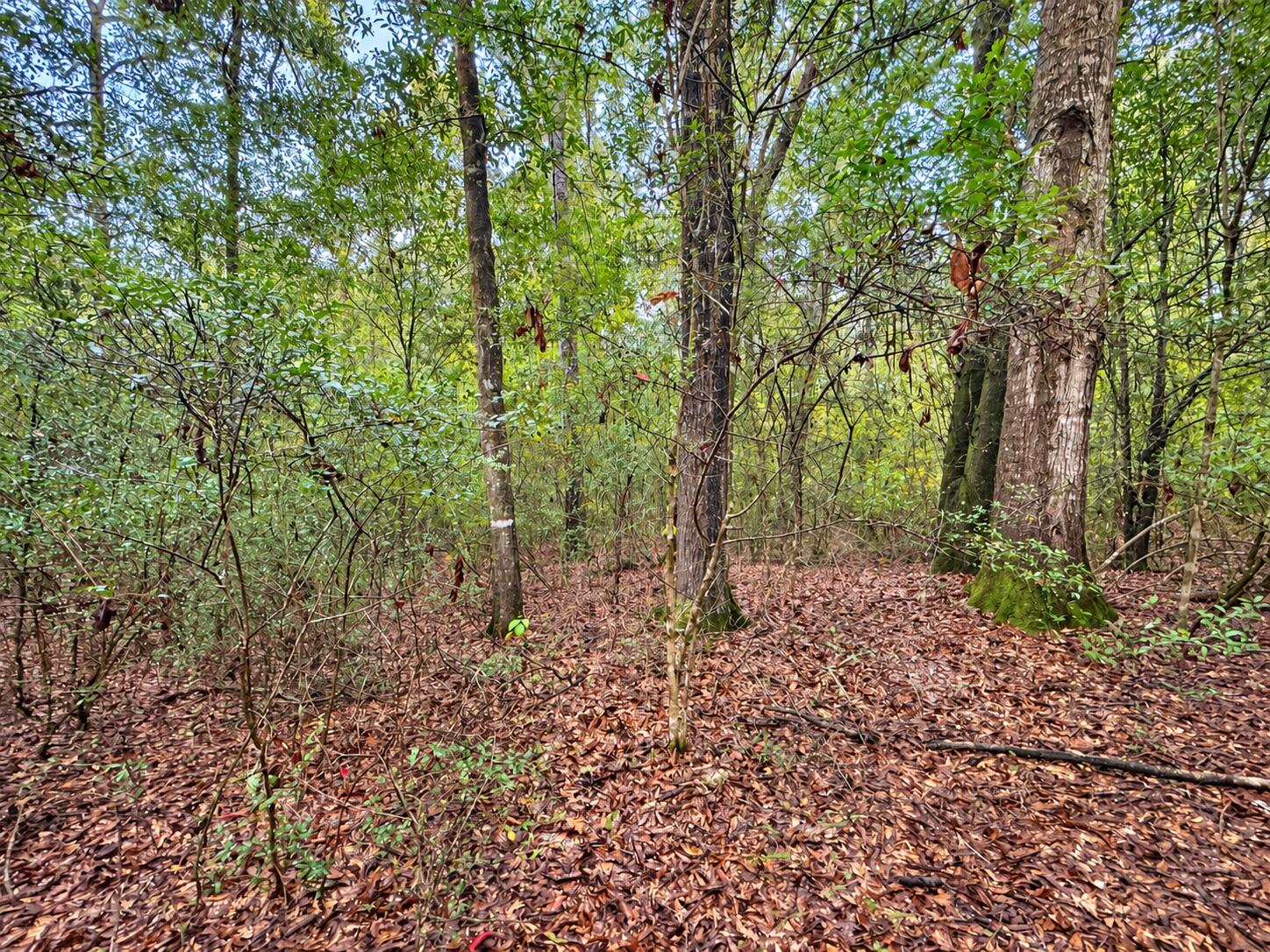 5.4 Acres Sumac Road Westville FL 32464